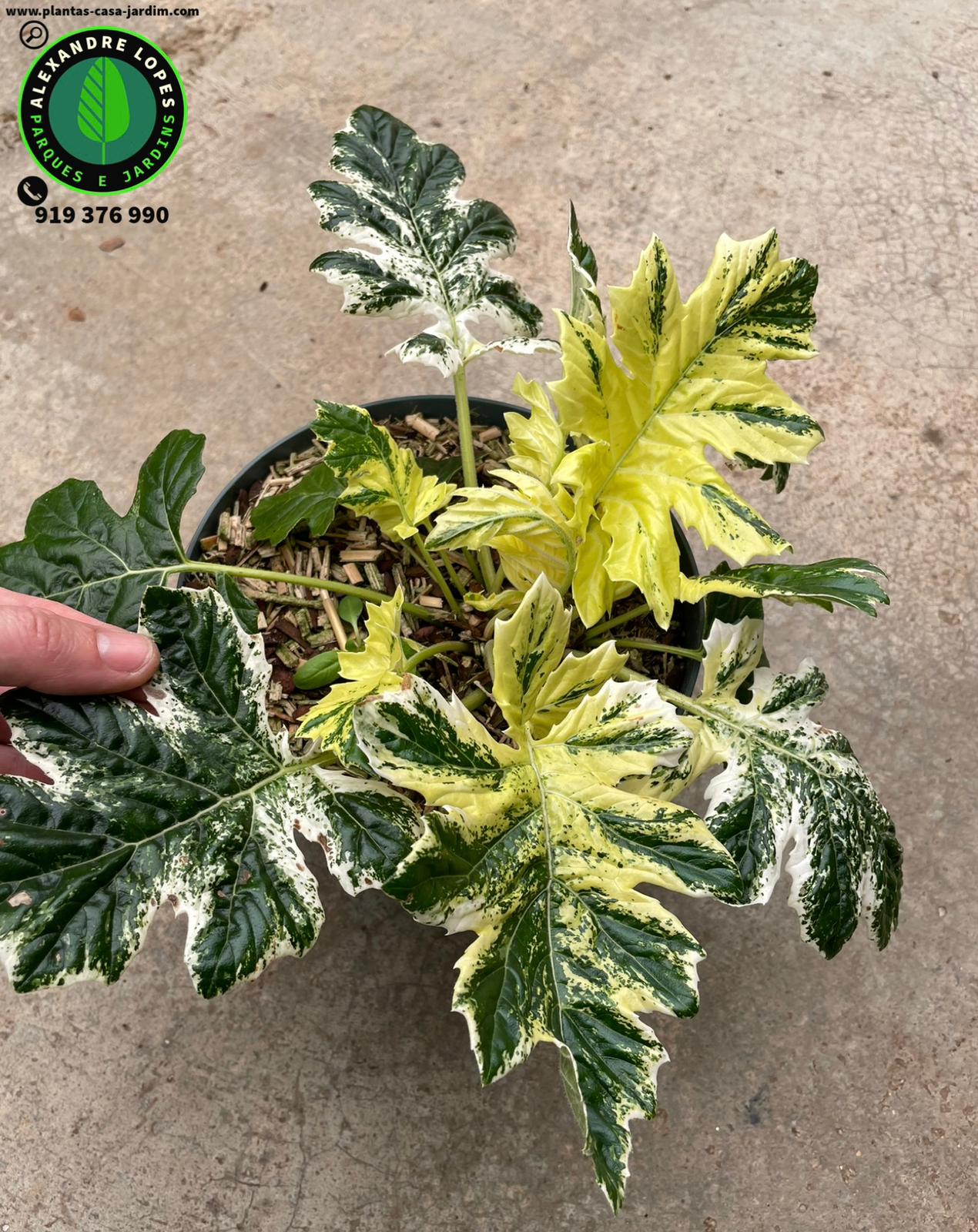 Acanthus Mollis variegata