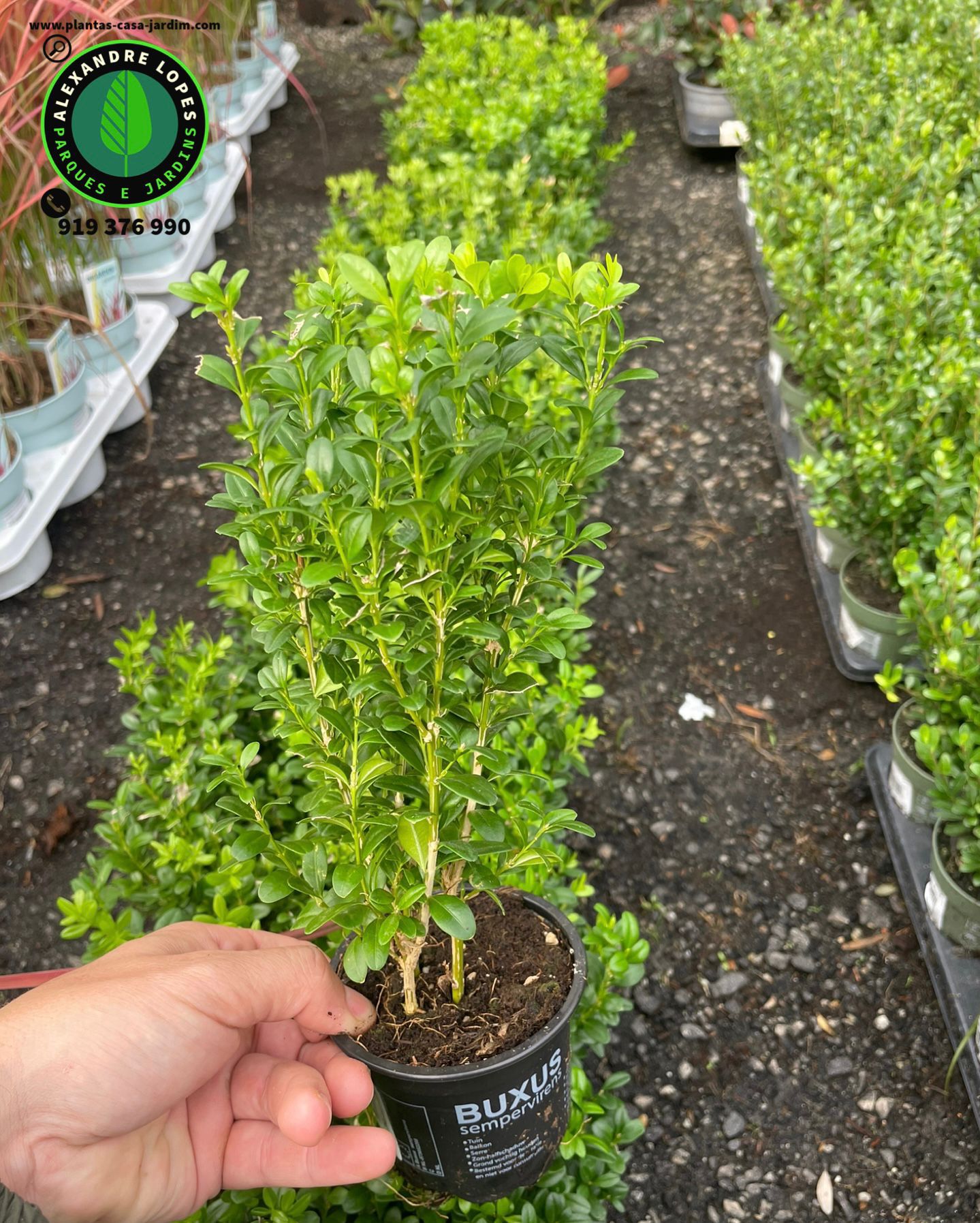 Buxus sempervirens Buxo para sebes baixas
