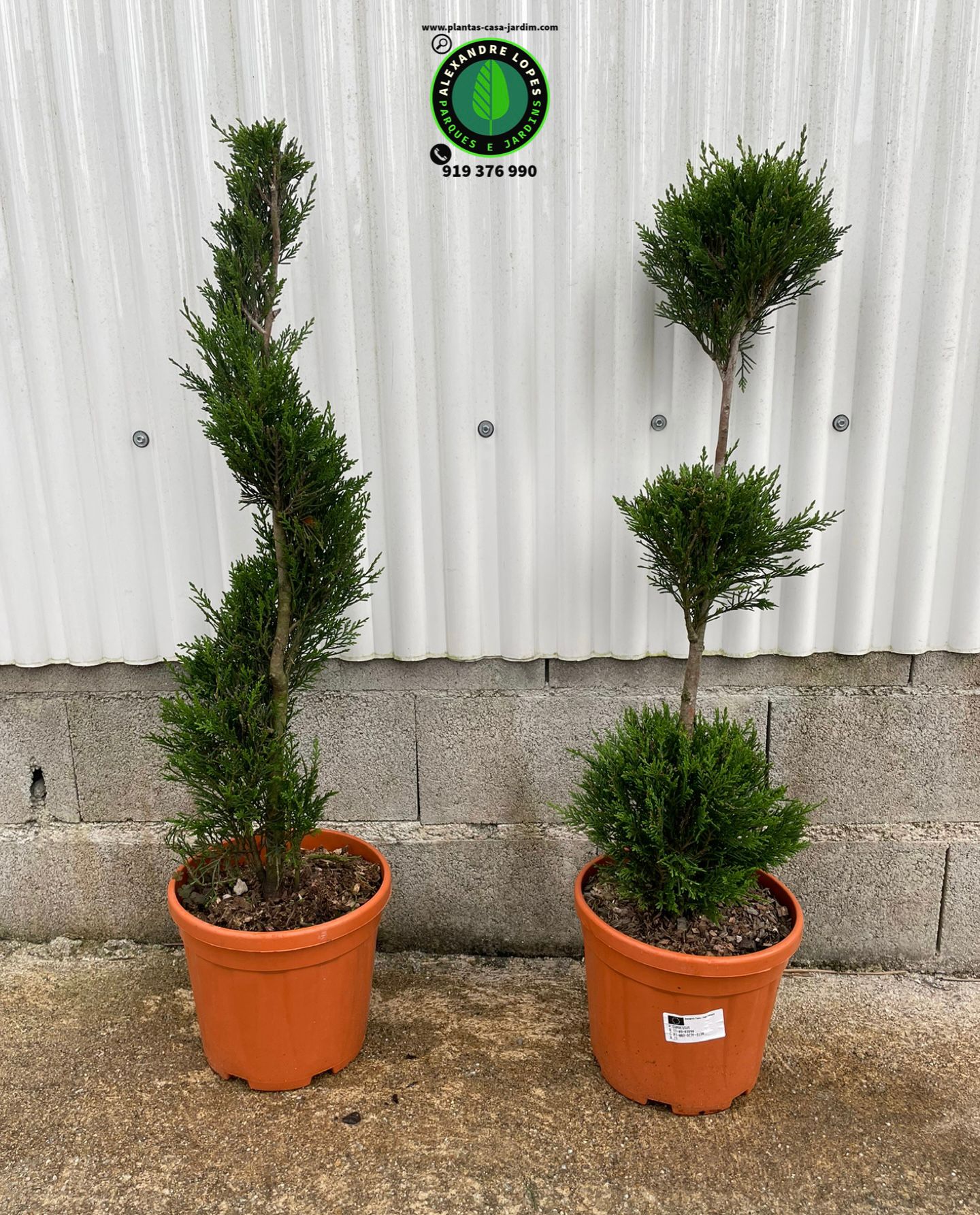 Cupressocyparis Leylandii 'Castlewellan' 90/100cm topiaria