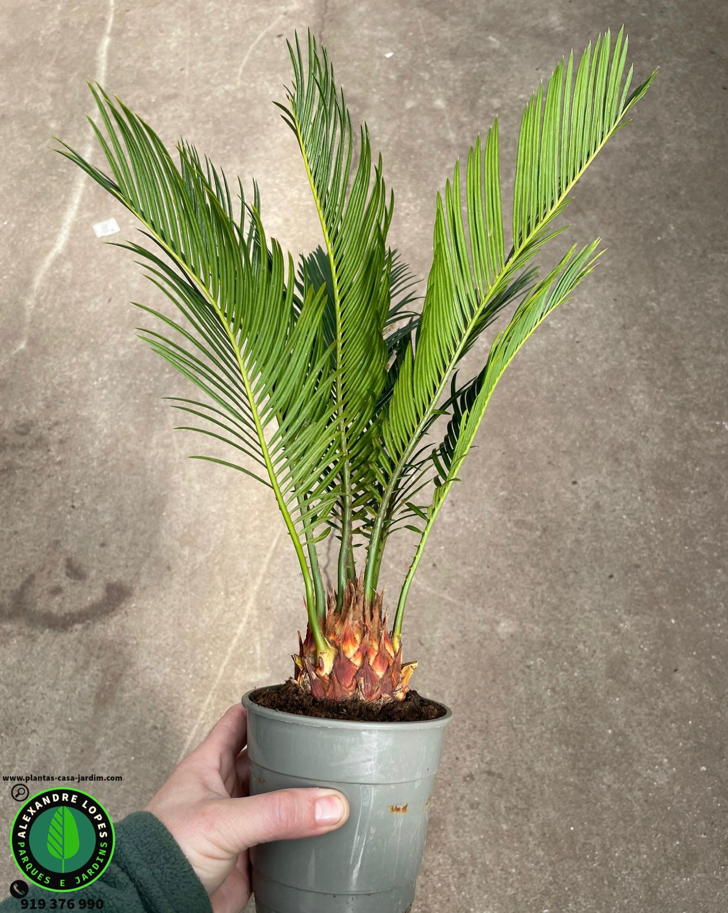 Cycas revoluta palmeira jardim