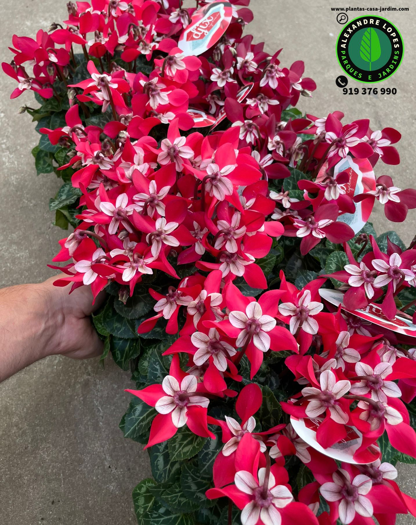 Cyclamen persicum DJIX