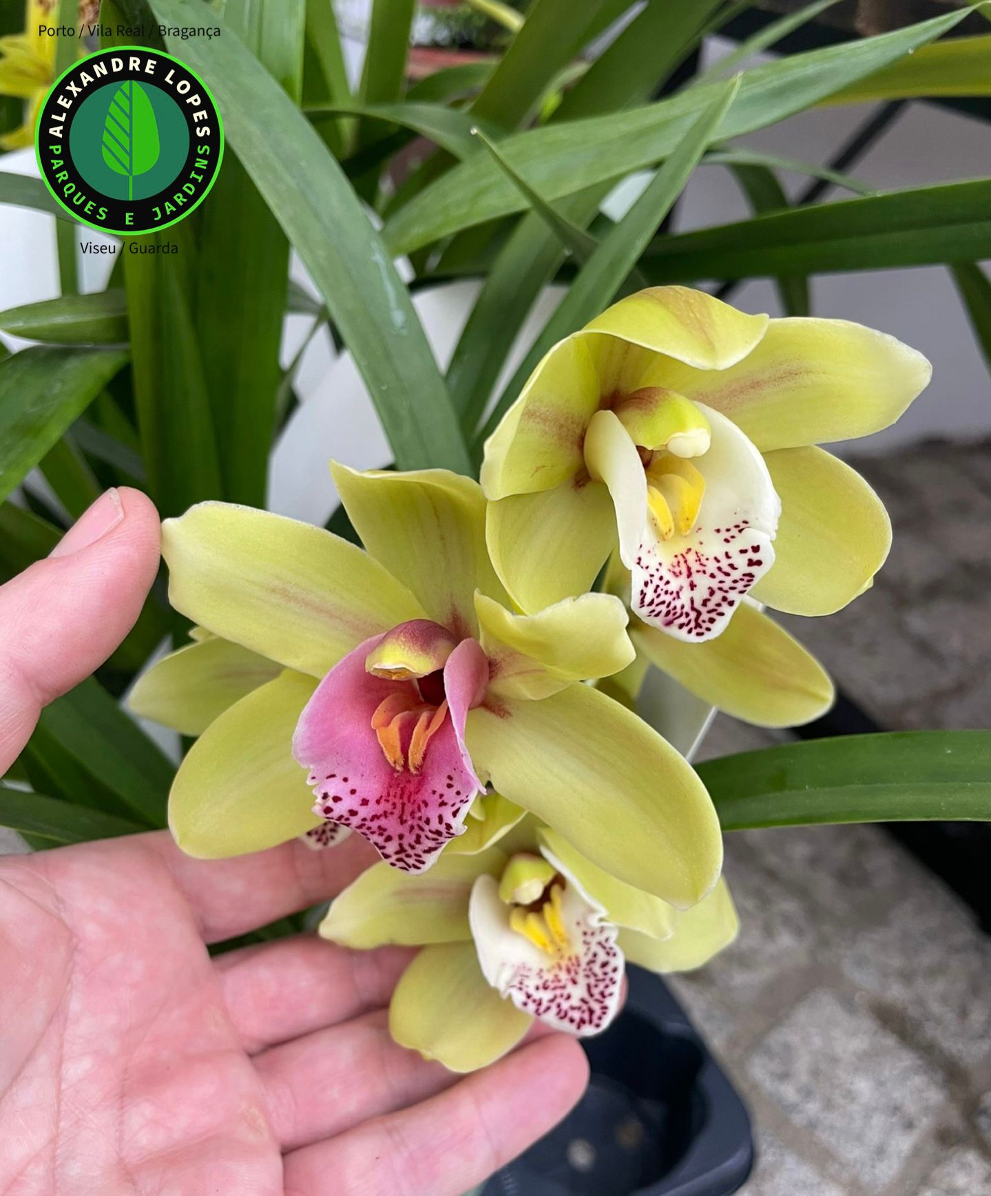 Cymbidiums diversos