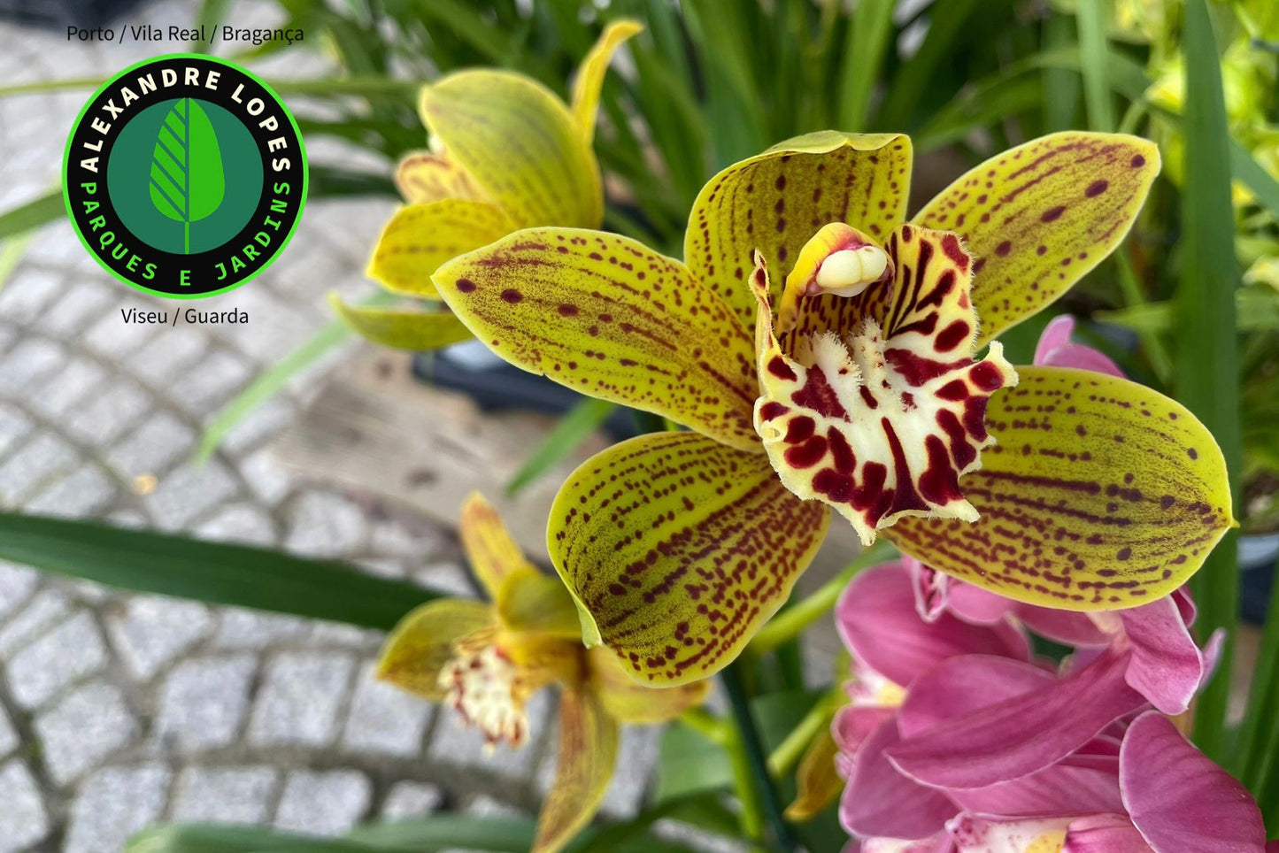 Cymbidiums diversos