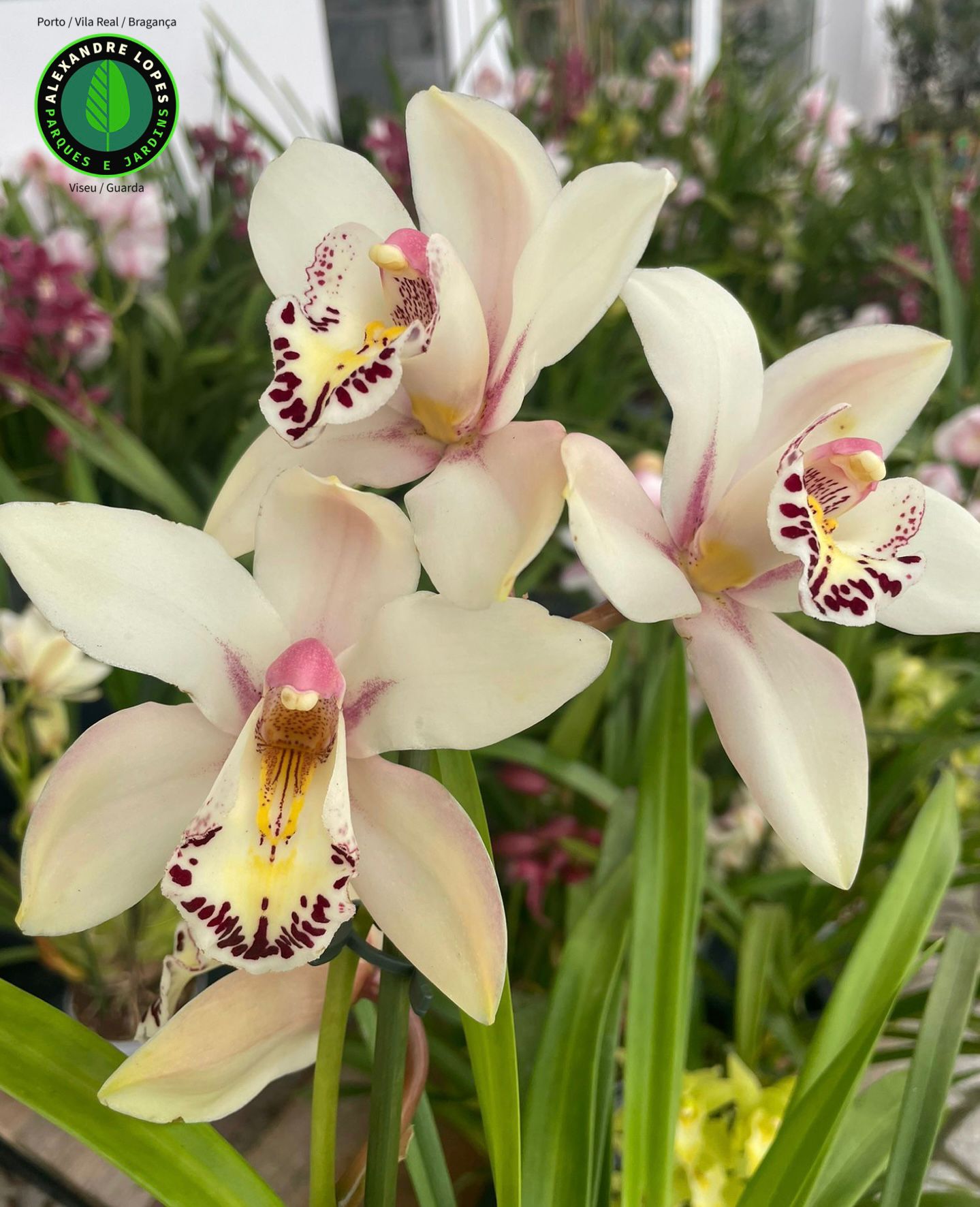 Cymbidiums diversos
