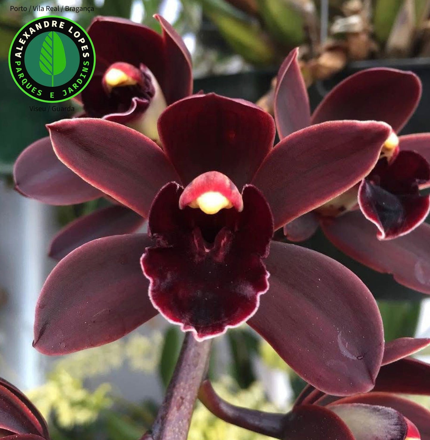 Cymbidiums diversos