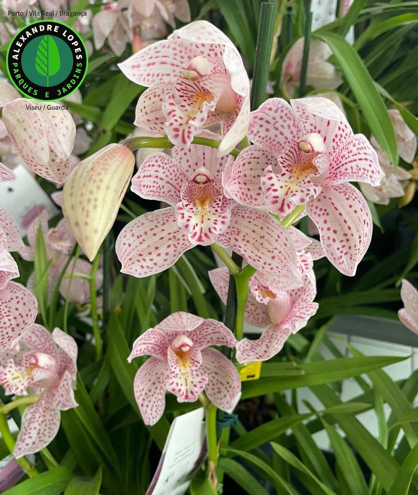 Cymbidiums diversos