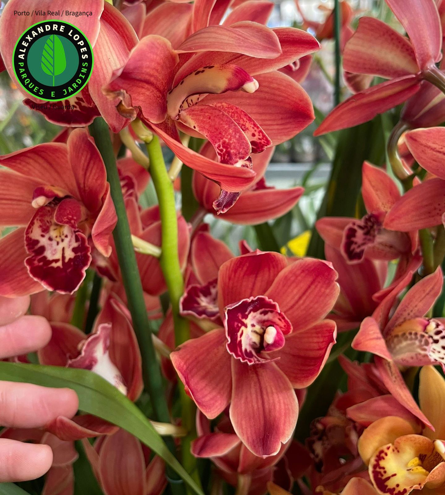 Cymbidiums diversos