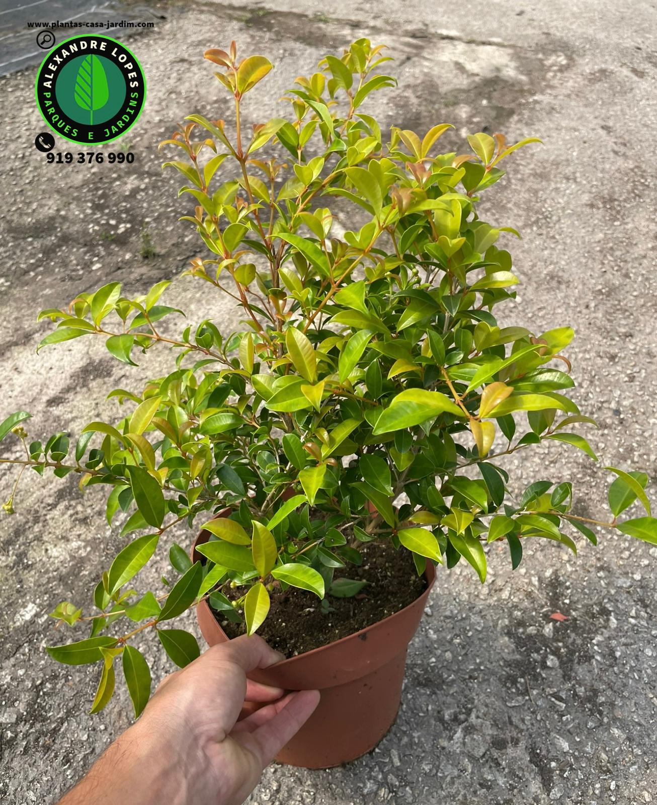 Eugenia myrtifolia 'Newport' Extra ramificada