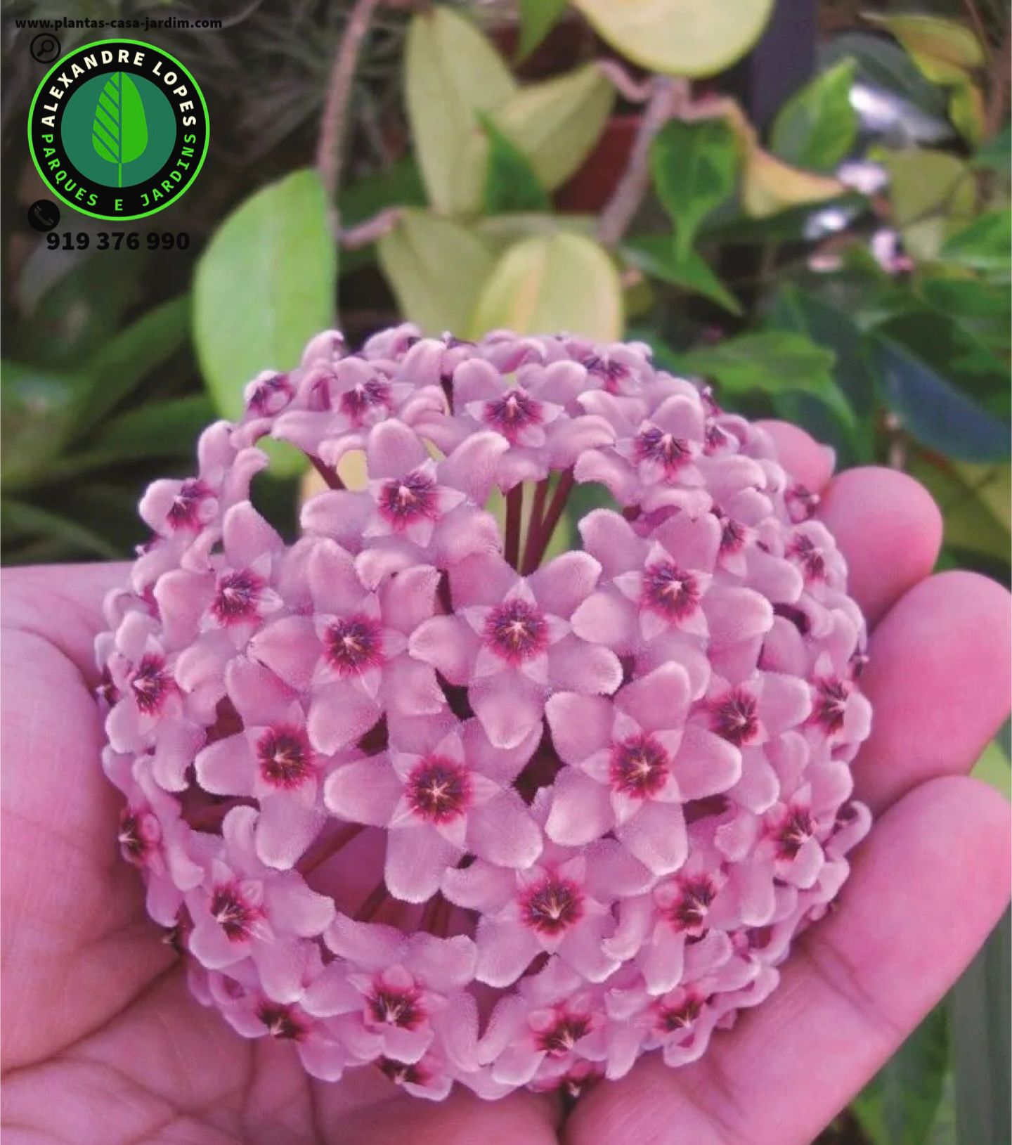 Hoya carnosa, flor-de-cera cores
