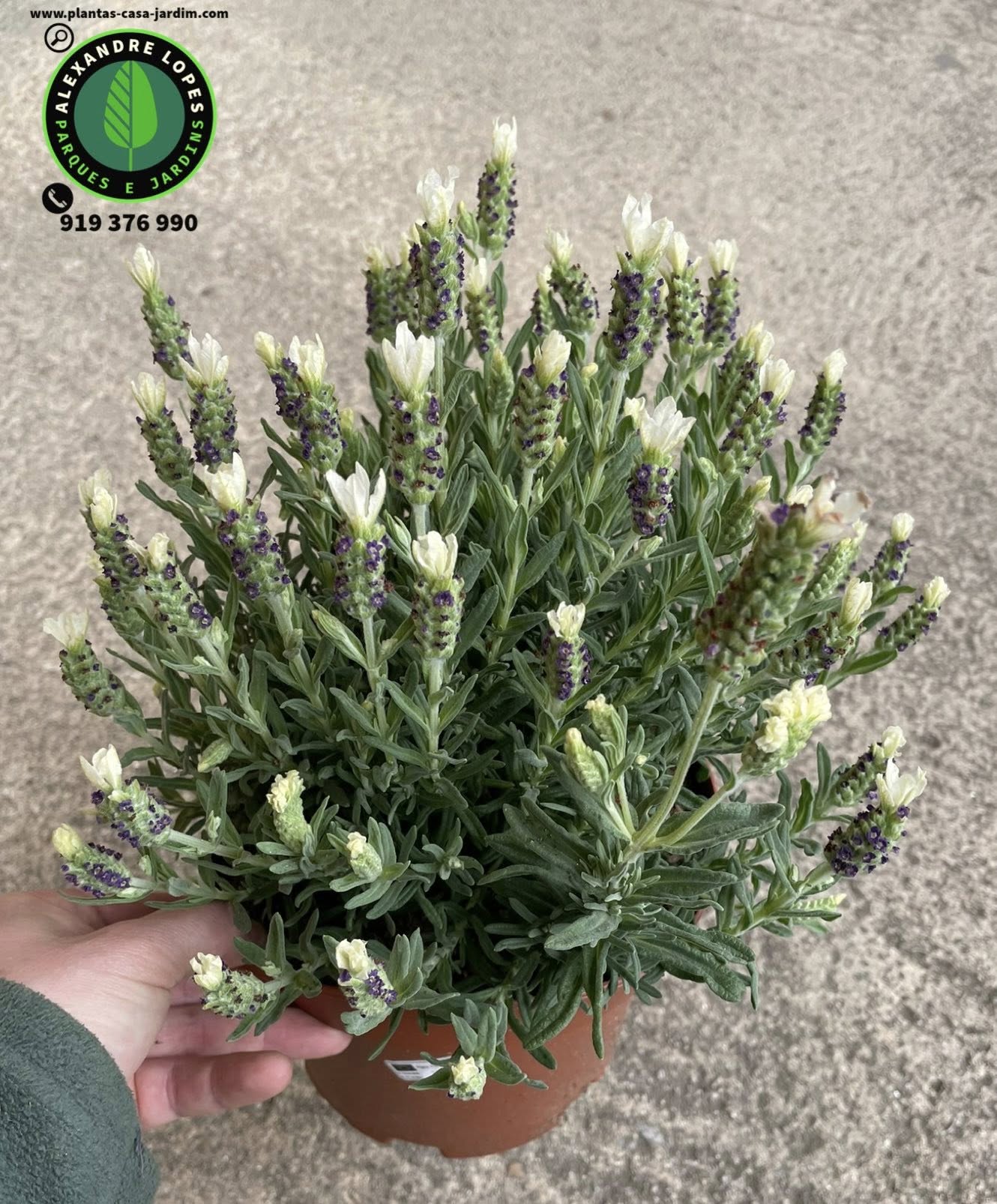 Lavandula stoechas 'Pretty Polly'