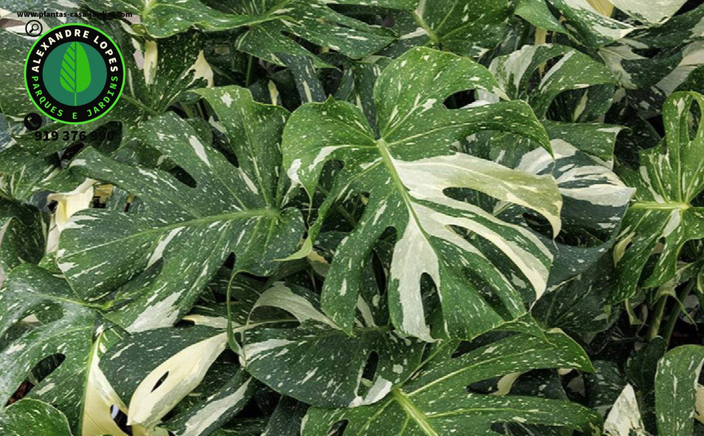 Monsteras deliciosa ‘Thai Constellation’