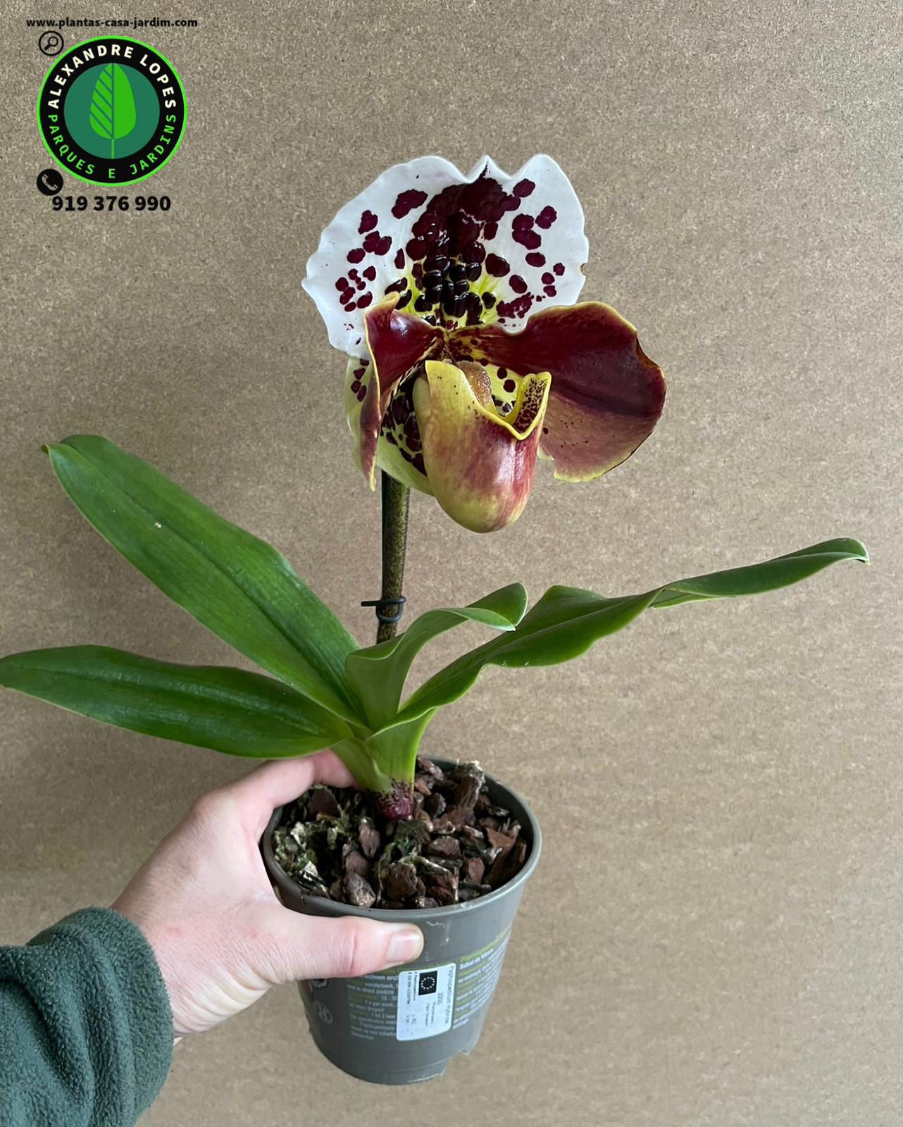 Paphiopedilum Winston Churchill