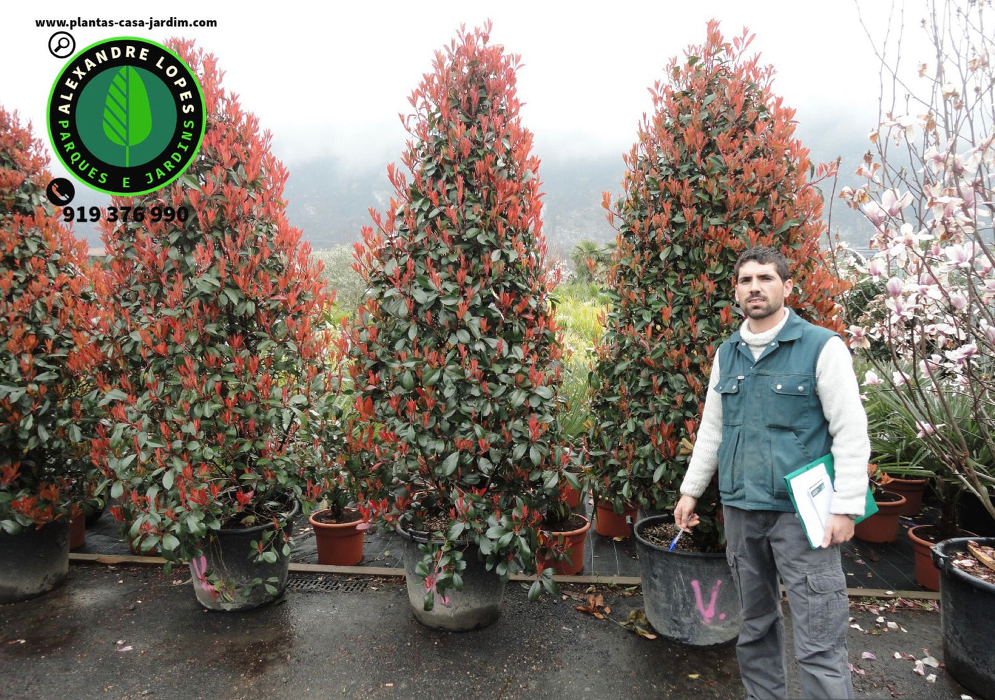Photinia fraseri 'Red robin'
