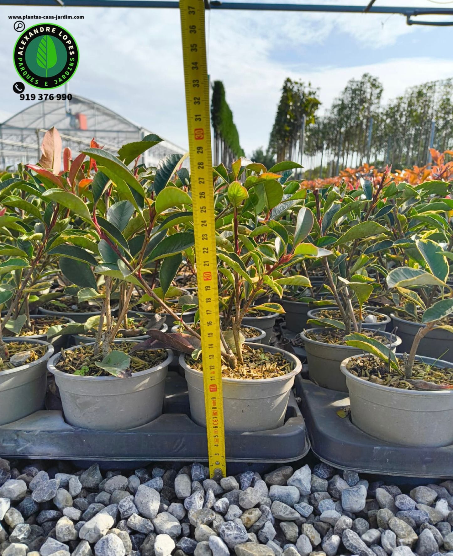 Photinia fraseri 'Red robin' viveiro Plantas Nortesul
