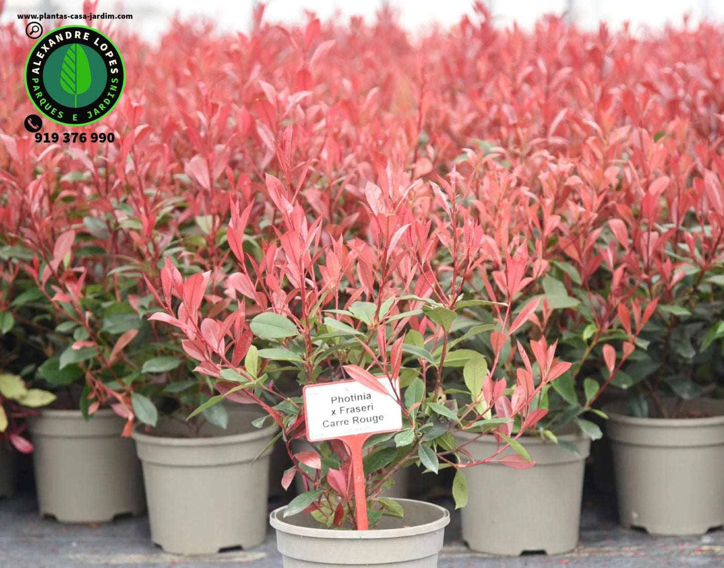 Photinia x fraseri ‘Carré Rouge’
