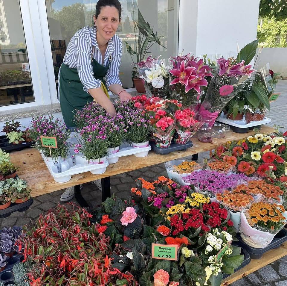 Florista plantas de interior flores