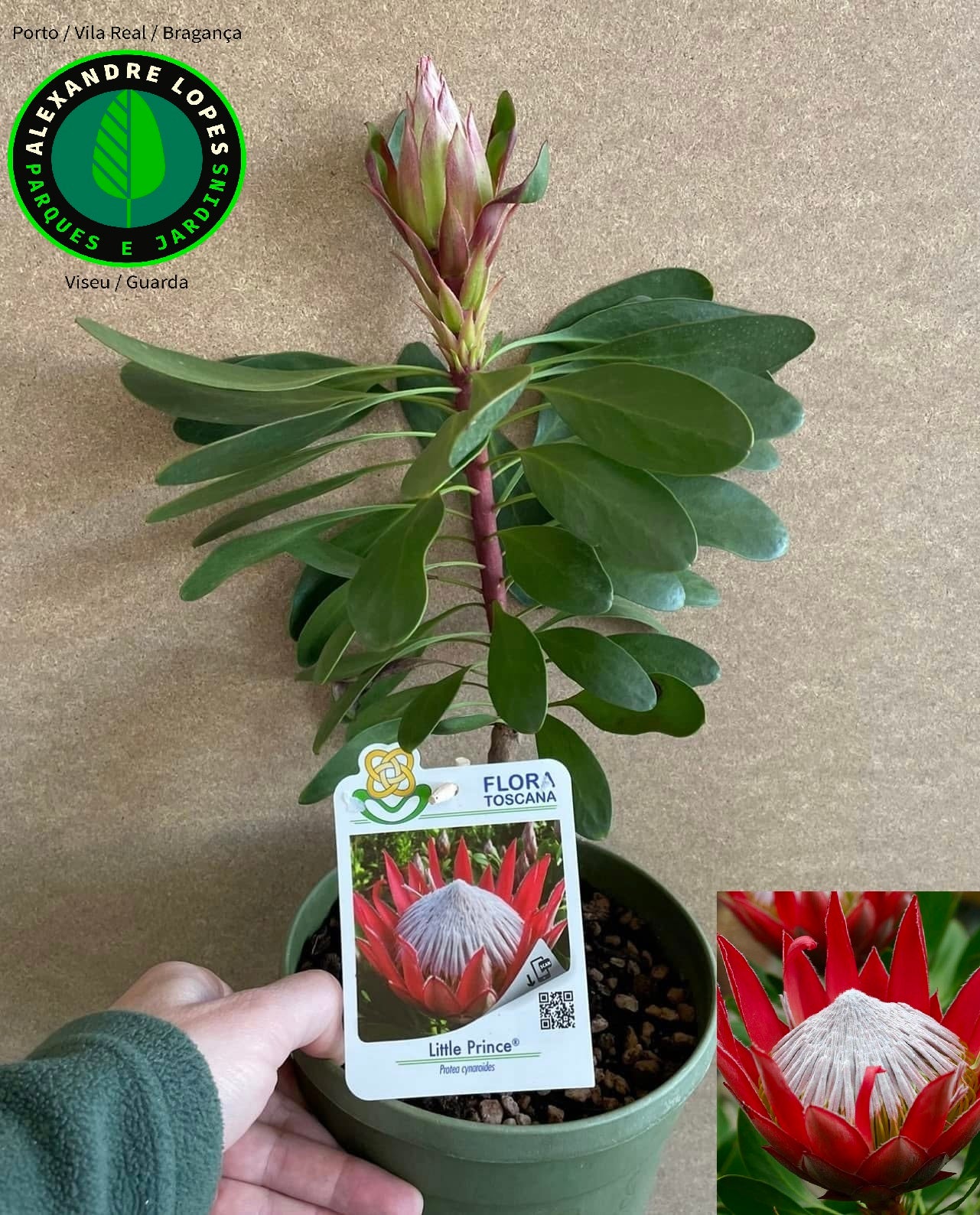 Protea 'Little Prince' viveiro de plantas