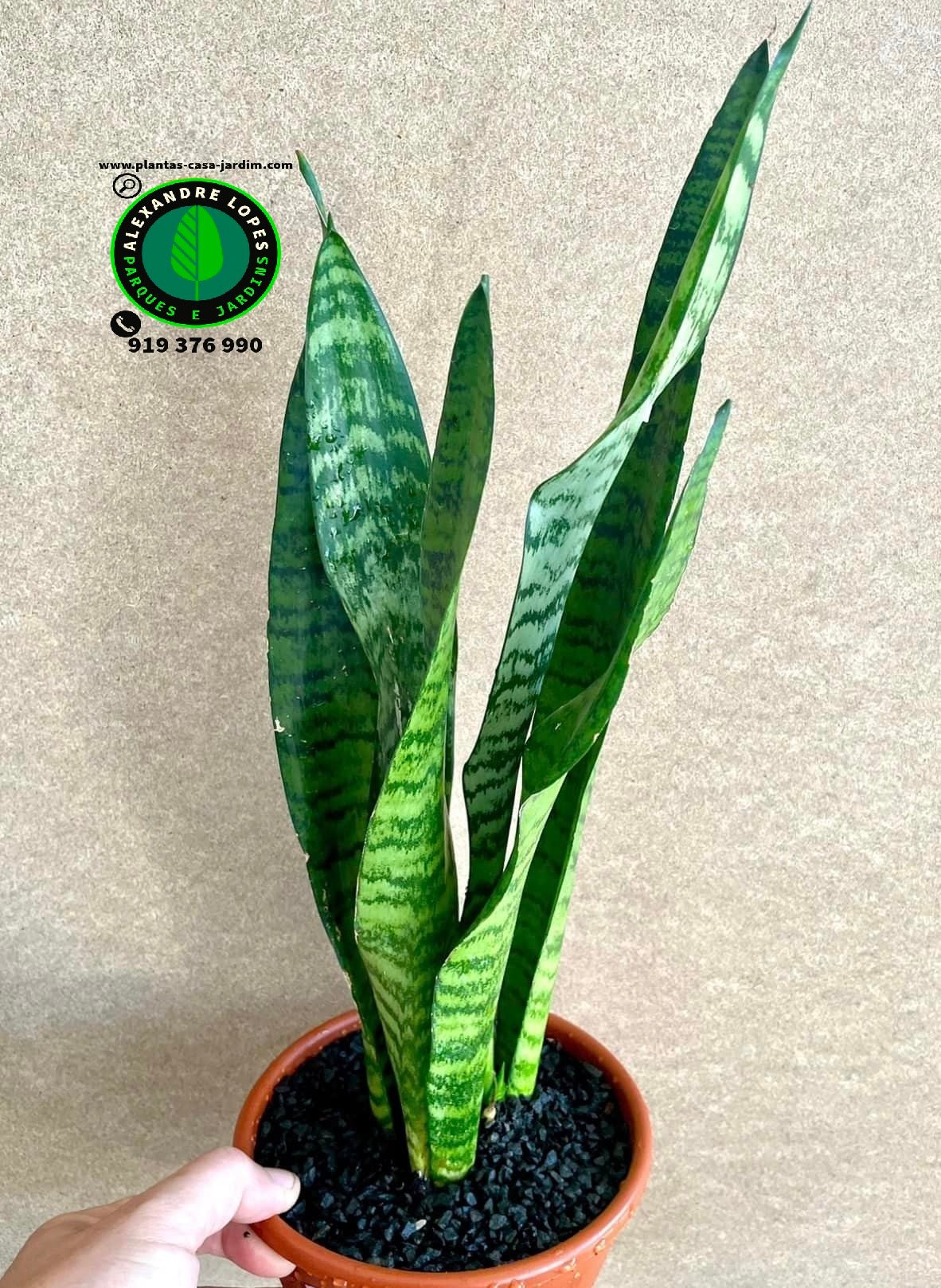 Sansevieria zeylanica