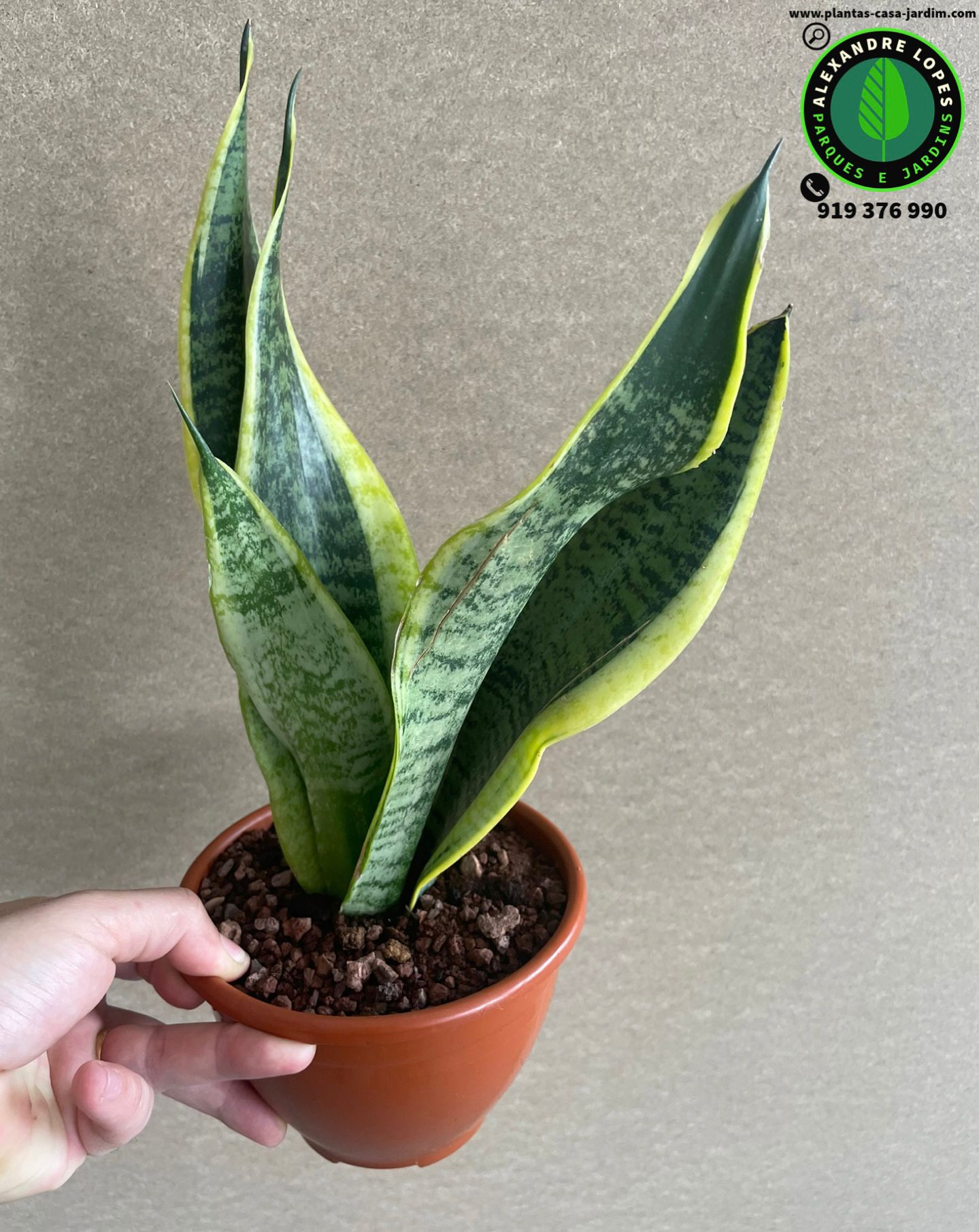 Sansevieria trifasciata 'Laurentii' Espada de São Jorge