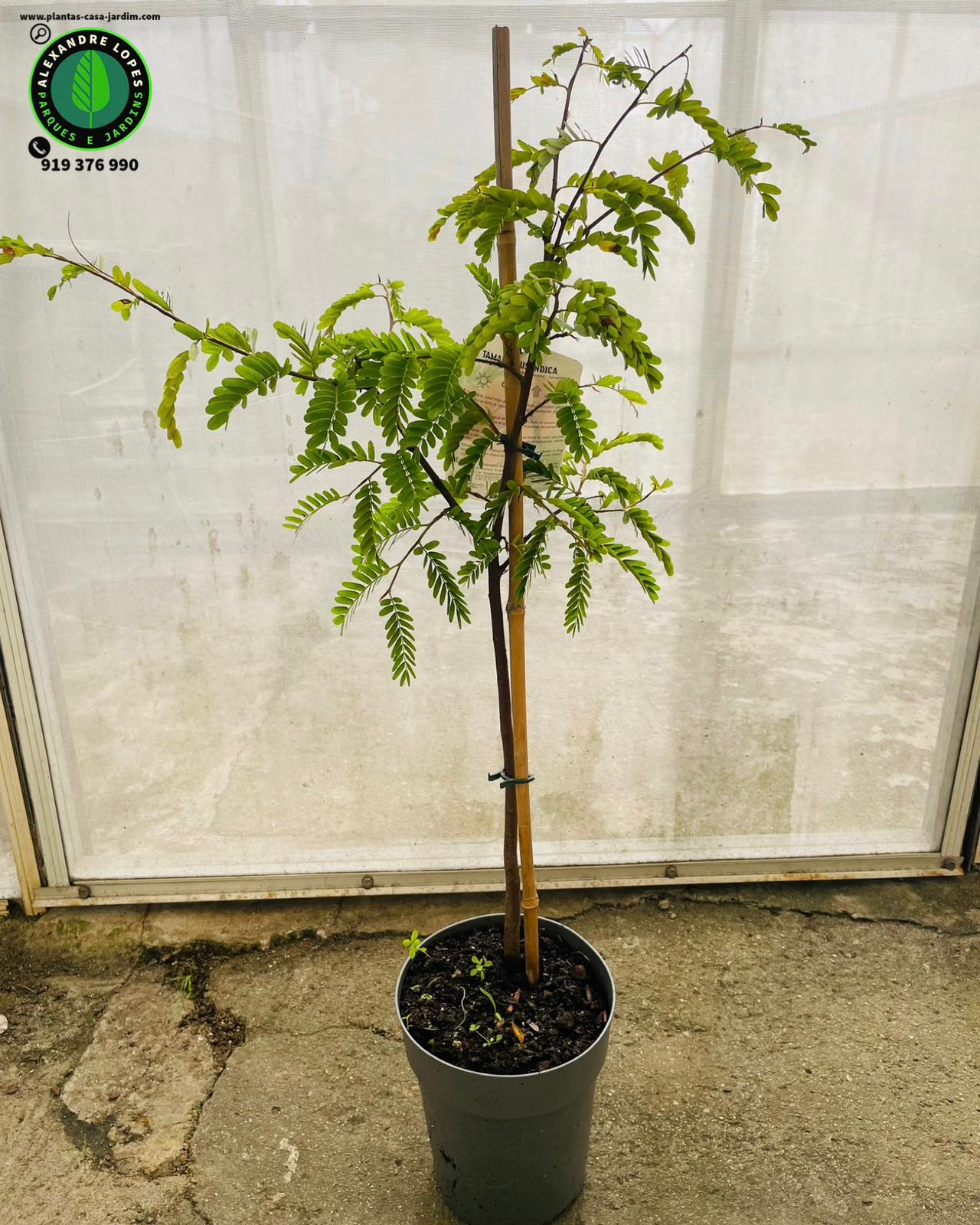 Tamarindus indica frutas