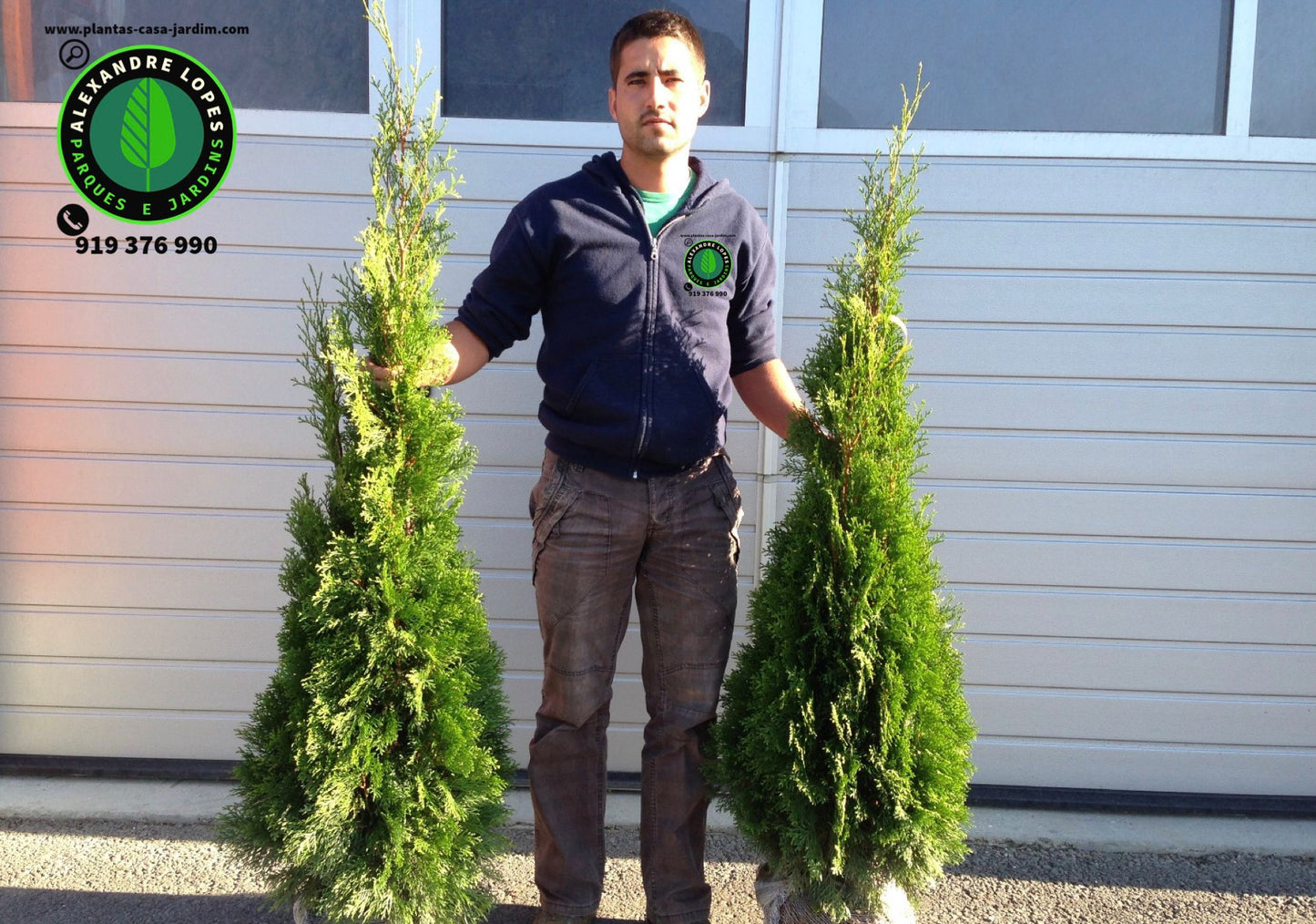 Thuja occidentalis 'Smaragd' Tuia esmeralda