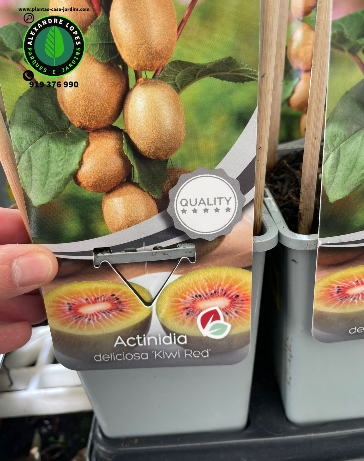 Kiwi polpa vermelha - Actinidia 