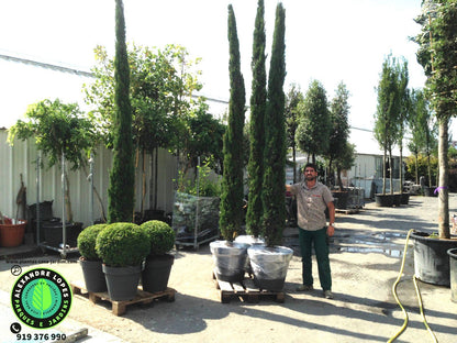 Cupressus sempervirens 200/220cm Cypreste de Toscana