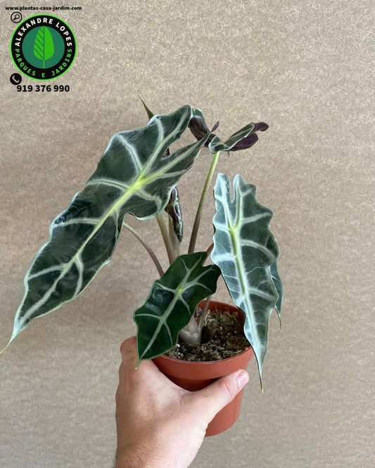 Alocasia amazonica 'Polly'