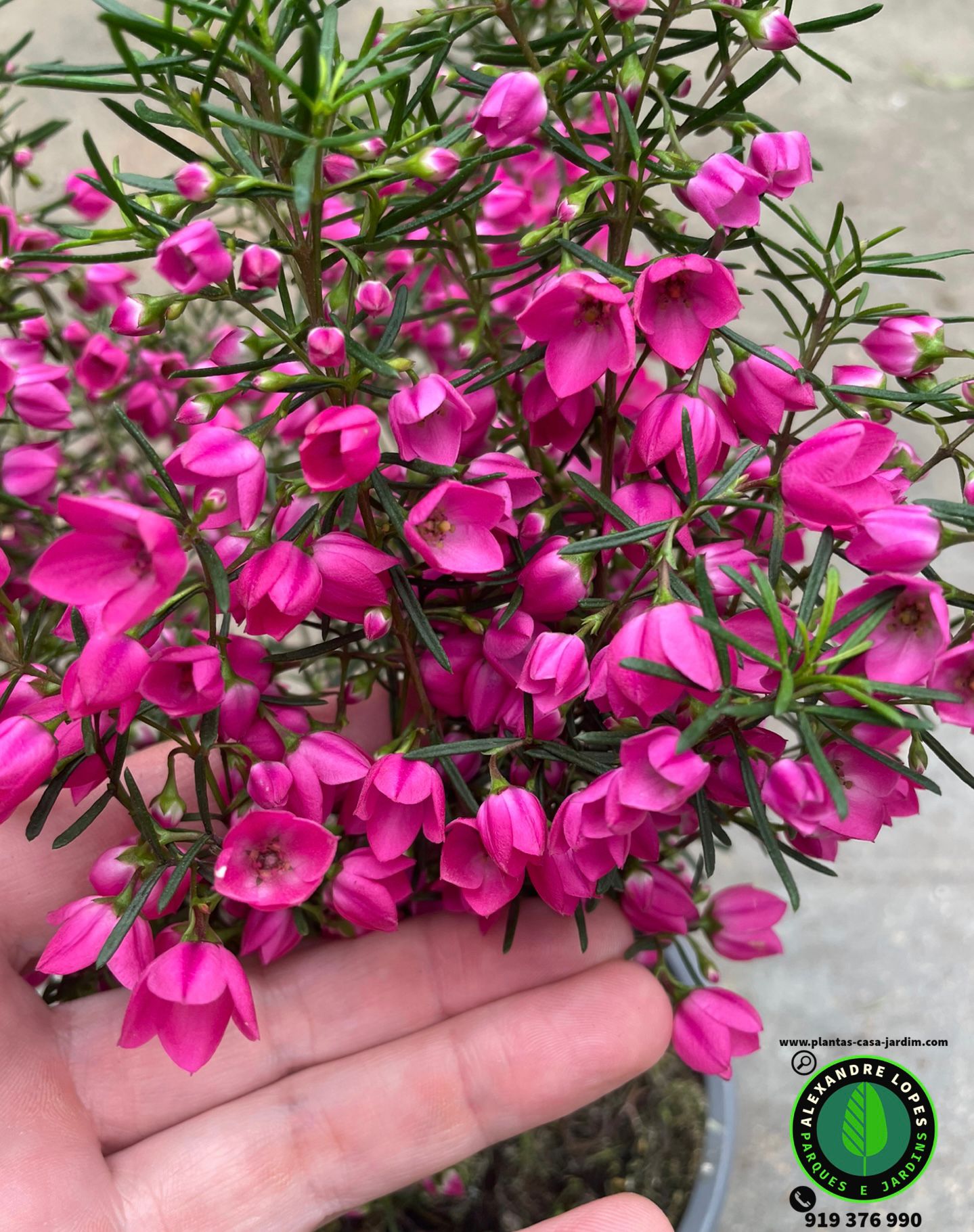 Boronia heterophylla Moonglow x Pulchella magenta preço