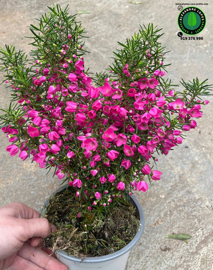 Boronia heterophylla Moonglow x Pulchella magenta