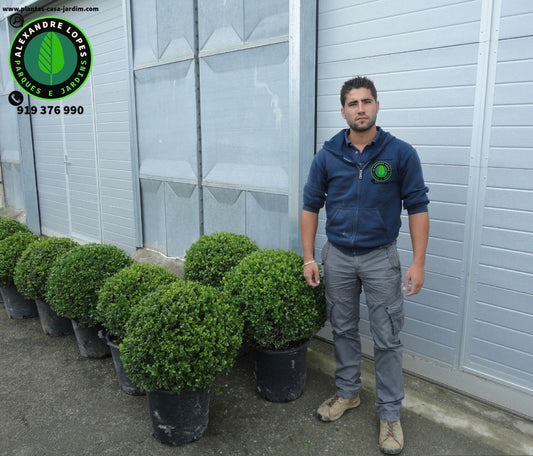 Buxus sempervirens
