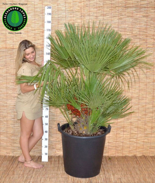 Palmeira Chamaerops humilis