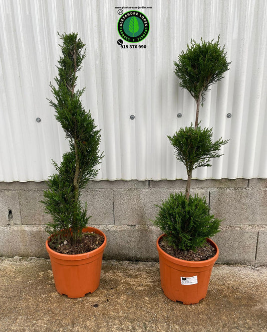 Cupressocyparis Leylandii 'Castlewellan' 90/100cm topiaria 