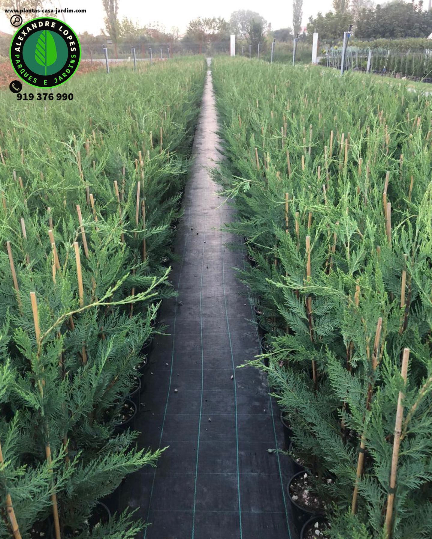 Cupressocyparis leylandii cipreste 