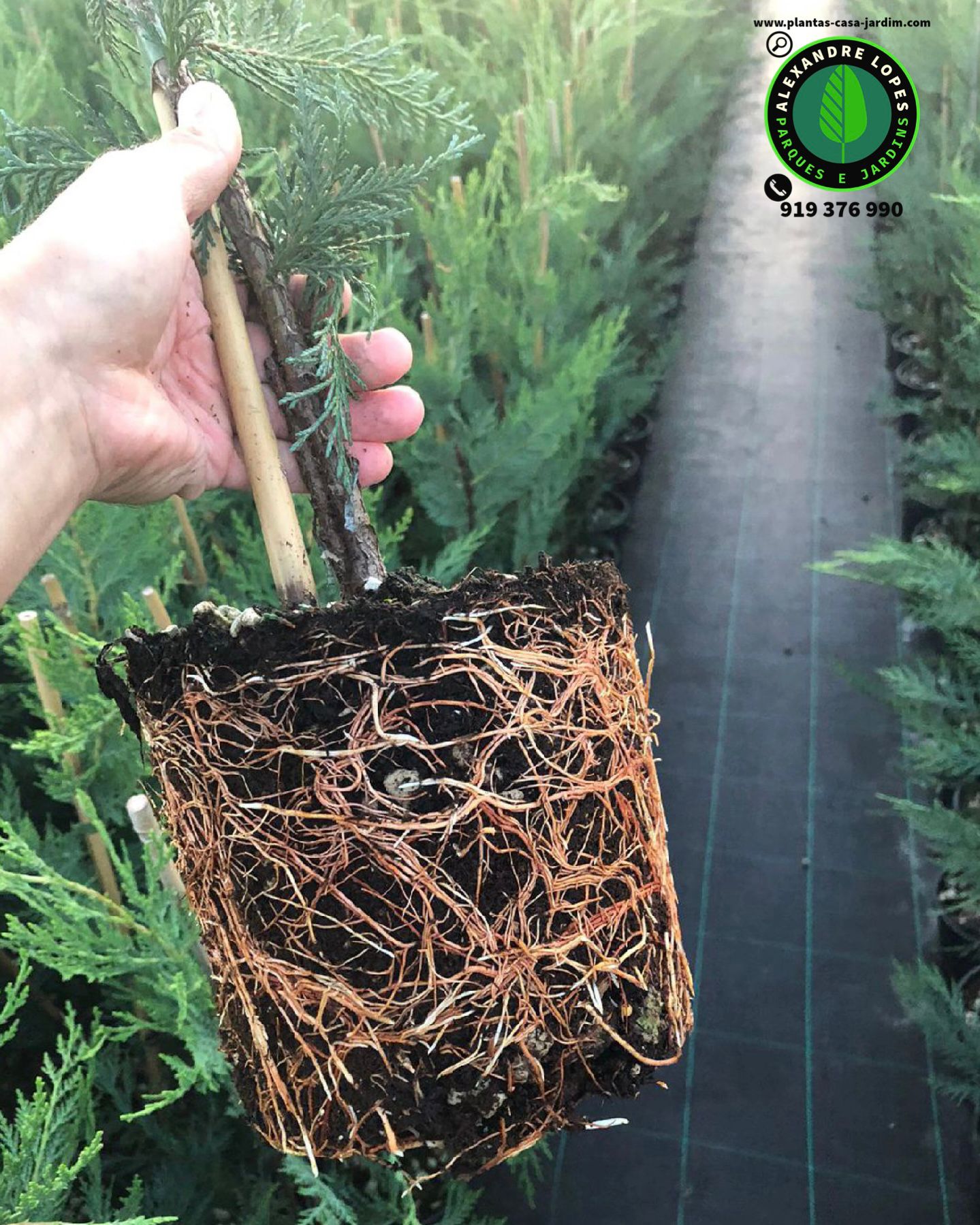 Cupressocyparis leylandii sebe