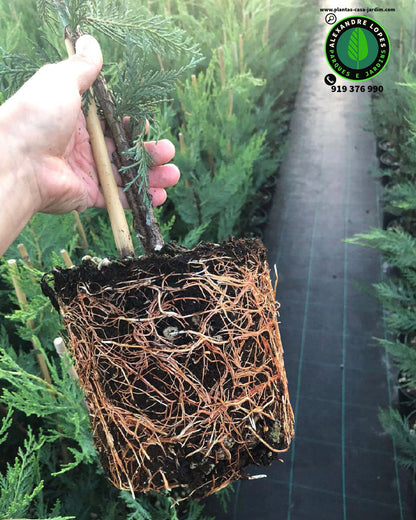 Cupressocyparis leylandii sebe