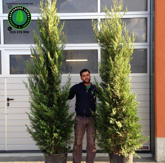 Ciprestes grandes  para sebe