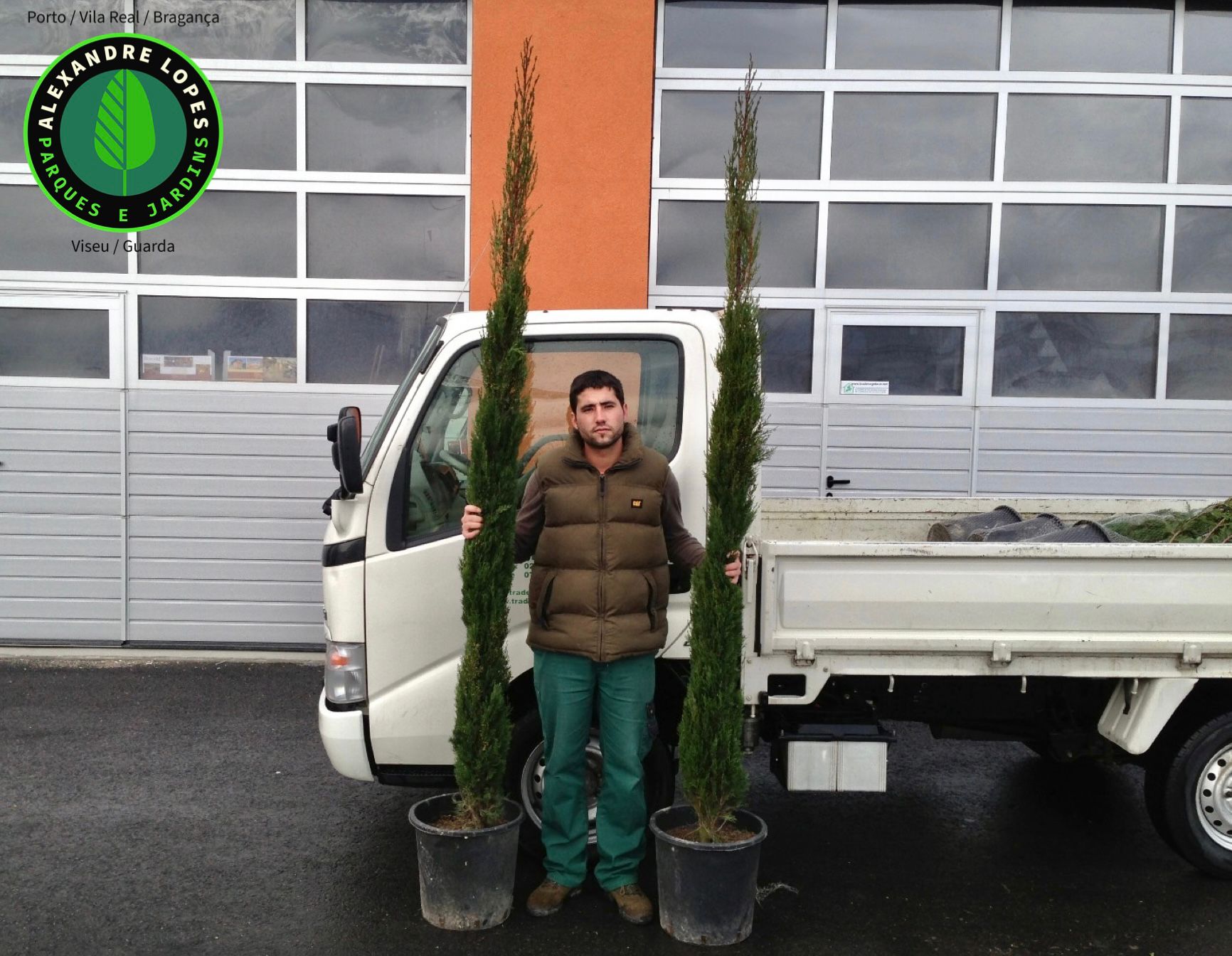 Cupressus sempervirens 'Stricta', Cypreste de Toscana