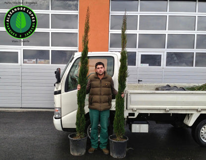 Cupressus sempervirens 'Stricta', Cypreste de Toscana