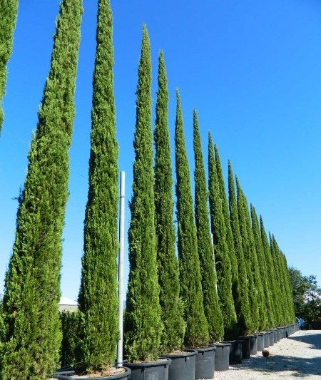 Cupressus sempervirens 'Stricta', Cypreste de Toscana