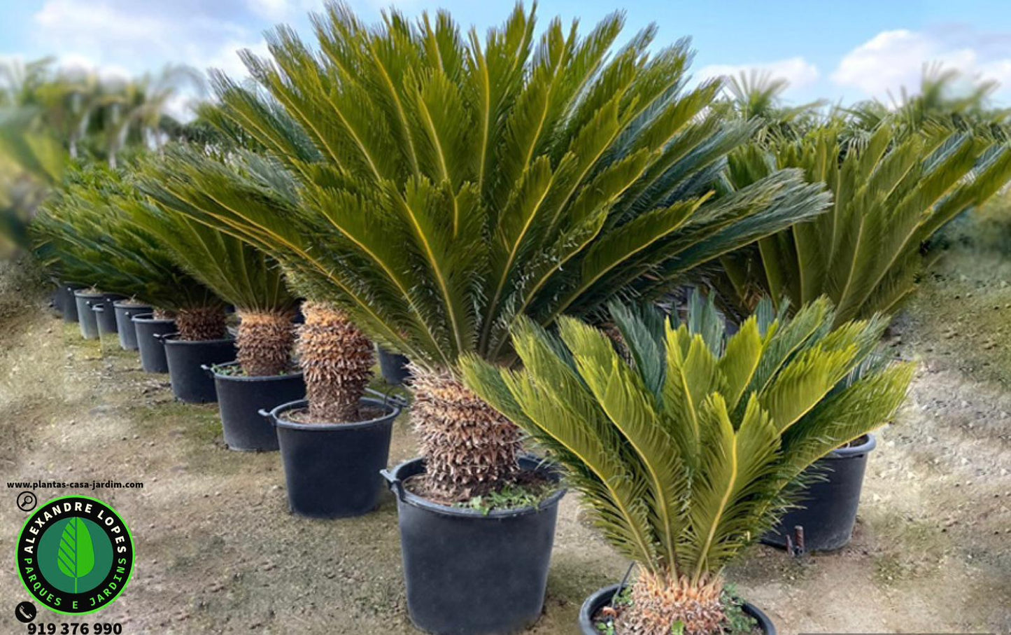 Cycas revoluta preço
