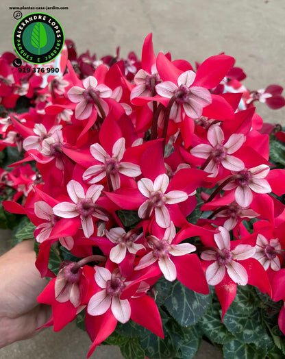 Cyclamen persicum DJIX