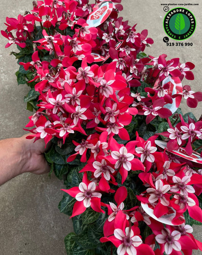 Cyclamen persicum DJIX