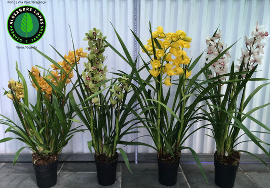 Cymbidiums diversos