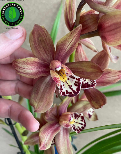 Cymbidiums diversos
