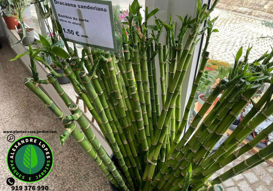 Dracaena Sanderiana Bambu da sorte