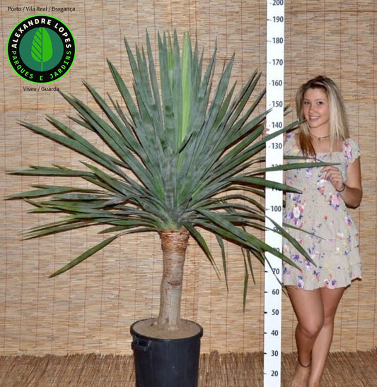 Dracaena draco