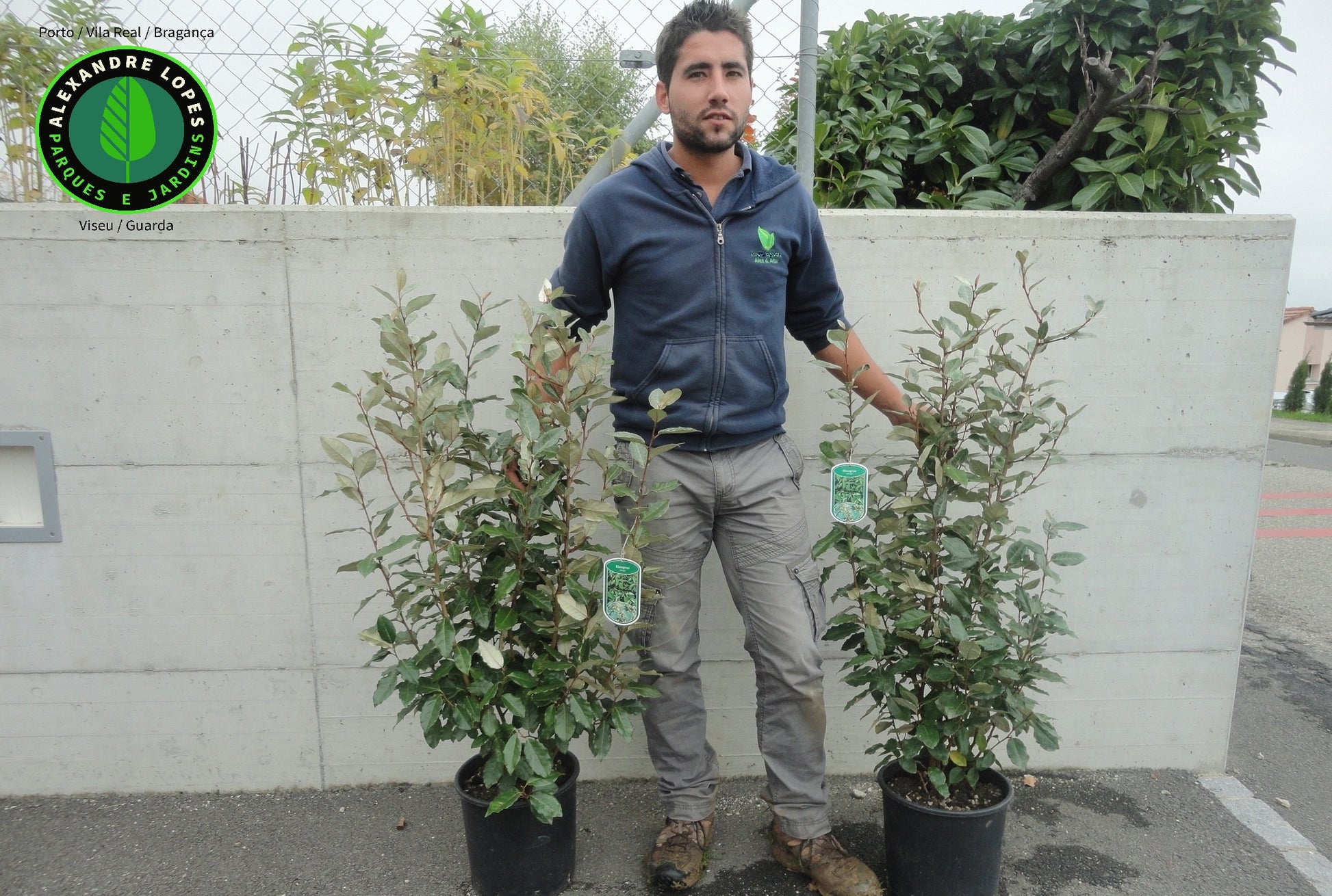 Elaeagnus ebbingei sebe preço
