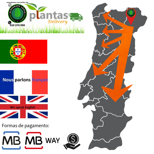 Transporte e envio de plantas e relva preço