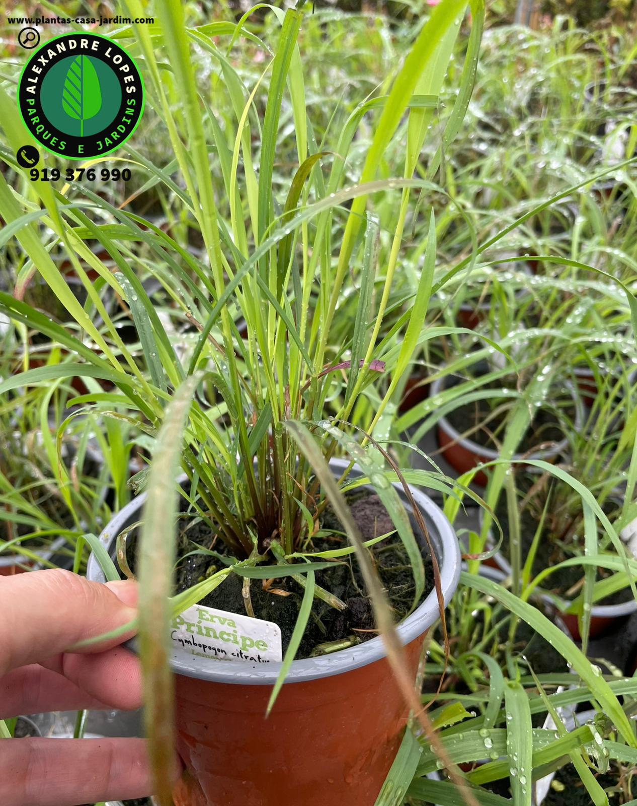 Erva príncipe - Cymbopogon citratus